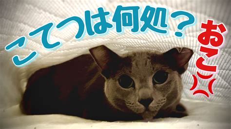 4599 掲示板：なぜ猫は宇宙に行きたがるのか？