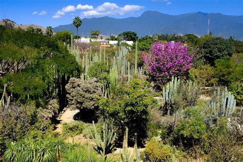 Jardín Botánico de Oaxaca: En Blommande Oas Mitt I Stadens Hjärta!