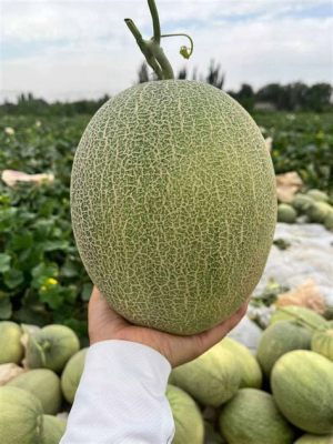 Nanchong Muskmelon Garden: En Smakfull Oas Med Gott Och Friskt!