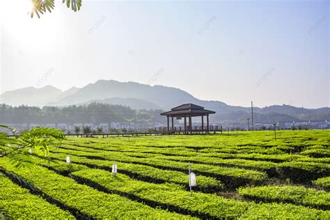  Qianshan Yunwu Tea Garden! A Breathtaking Vista and Refreshing Escape